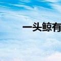 一头鲸有多重少吨（一头鲸有多重）