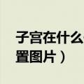 子宫在什么位置图片 平面图（子宫在什么位置图片）