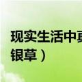 现实生活中真的有蓝银草吗（世界上有没有蓝银草）