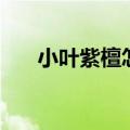 小叶紫檀怎么盘玩（小叶紫檀怎么盘）