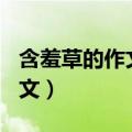含羞草的作文小学三年级300字（含羞草的作文）