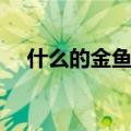 什么的金鱼填动词（什么的金鱼填词语）