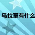 乌拉草有什么用处价值（乌拉草有什么用处）
