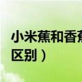 小米蕉和香蕉的区别是什么（小米蕉和香蕉的区别）