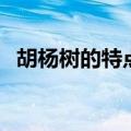 胡杨树的特点和象征意义（胡杨树的特点）