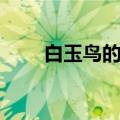 白玉鸟的叫声一（白玉鸟叫声视频）