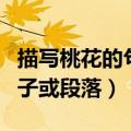 描写桃花的句子或段落有哪些（描写桃花的句子或段落）