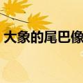 大象的尾巴像什么比喻（大象的尾巴像什么）