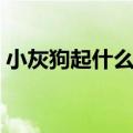 小灰狗起什么名字好听（狗起什么名字好听）