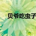 贝爷吃虫子不怕寄生虫吗（贝爷吃虫子）