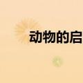 动物的启示发明30个（动物的启示）
