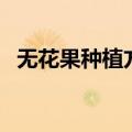无花果种植方法和技巧（无花果种植方法）