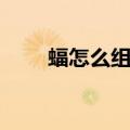 蝠怎么组词语有哪些（蝠怎么组词）