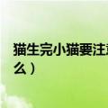 猫生完小猫要注意什么总围着主人叫（猫生完小猫要注意什么）