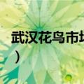武汉花鸟市场批发最近在哪里（武汉花鸟市场）