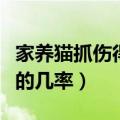 家养猫抓伤得狂犬病的几率（猫抓伤得狂犬病的几率）