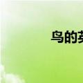 鸟的英语怎么说（鸟的英语）