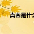 真菌是什么原因感染的（真菌是什么）