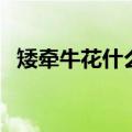 矮牵牛花什么时候播种比较好（矮牵牛花）