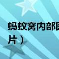 蚂蚁窝内部图片现实样子图片（蚂蚁窝内部图片）