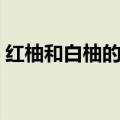 红柚和白柚的区别价格（红柚和白柚的区别）
