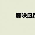 藤咲凪彦日语怎么念（藤咲凪彦）