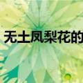 无土凤梨花的养殖方法（凤梨花的养殖方法）