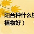 阳台种什么植物好养又不掉叶子（阳台种什么植物好）