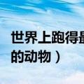 世界上跑得最快的动物排名（世界上跑的最快的动物）