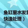 鱼缸里水发黄的原因和解决办法（鱼缸水发黄快速处理）
