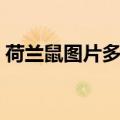荷兰鼠图片多少钱一个（荷兰鼠多少钱一只）