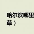 哈尔滨哪里卖kc皮草好（哈尔滨哪里卖kc皮草）