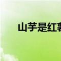 山芋是红薯吗怎么吃（山芋是红薯吗）