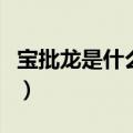 宝批龙是什么意思在四川（宝批龙是什么意思）