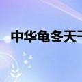 中华龟冬天干养好还是放水里好（中华龟）