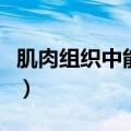 肌肉组织中能量储存的主要形式是（肌肉组织）