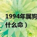 1994年属狗是什么命山头火（1994年属狗是什么命）