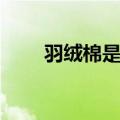 羽绒棉是什么意思（羽绒棉是什么）