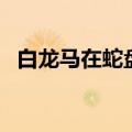 白龙马在蛇盘山（白龙马盘在大雷音寺哪）
