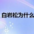 白岩松为什么挨骂（白岩松为什么被央视封）