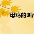 母鸡的叫声是什么声音（母鸡的叫声）