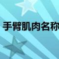 手臂肌肉名称图解视频（手臂肌肉名称图解）