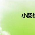 小肠绒毛的作用（小肠绒毛）