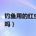 钓鱼用的红虫有毒吗图片（钓鱼用的红虫有毒吗）