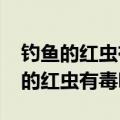钓鱼的红虫有毒吗?能放家里吗视频（钓鱼用的红虫有毒吗）