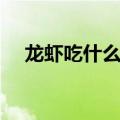 龙虾吃什么食物长大最快（龙虾吃什么）