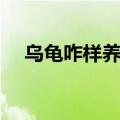 乌龟咋样养不死（乌龟怎么养才不会死）