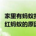 家里有蚂蚁找不到窝怎么办能除根（家里有小红蚂蚁的原因）