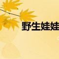 野生娃娃鱼能吃吗（娃娃鱼能吃吗）