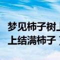 梦见柿子树上结满柿子摘柿子吃（梦见柿子树上结满柿子）